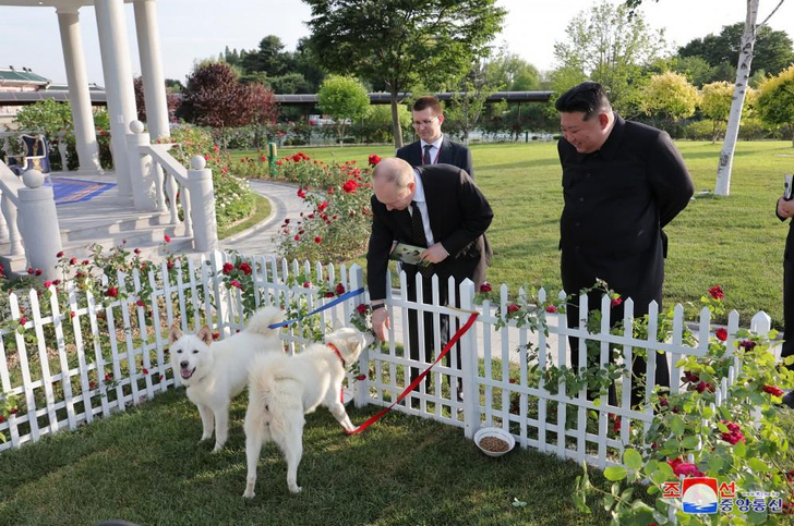 Собаки для охоты на тигров: кто такие пхунсаны, которых подарили Путину в КНДР