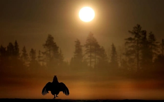 Романтичный тетерев и другие животные: 20 шикарных снимков финалистов конкурса фотографий дикой природы WPOTY 2025, которые вы могли пропустить