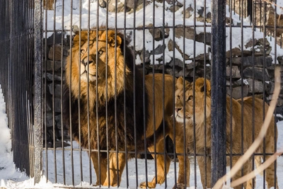 Novosibirsk Zoo extends operating hours – new schedule