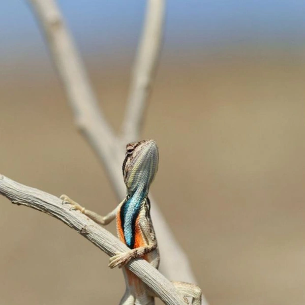 Источник: Aditya Kshirsagar / Comedy Wildlife Photography Awards 2021
