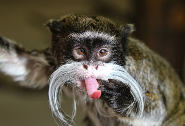 Самые милые животные фото