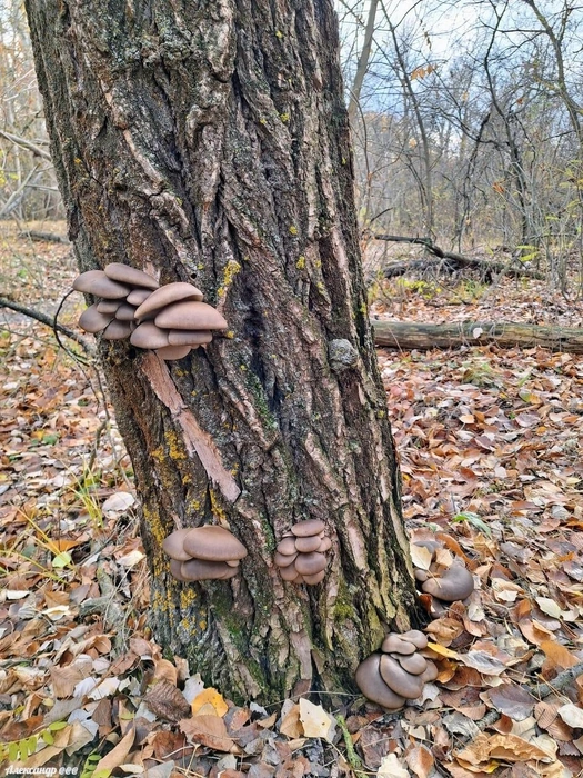 Источник: Читатель V1.RU Александр