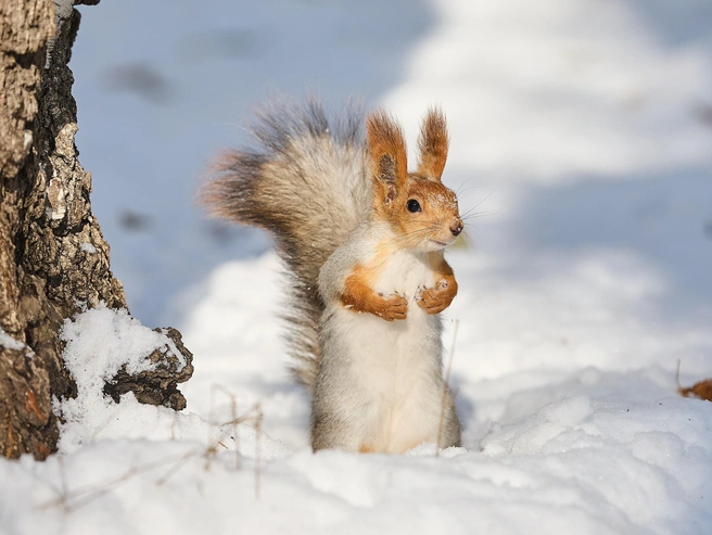 Хвост белки составляет примерно две трети от длины ее тела | Источник: Александр Ощепков