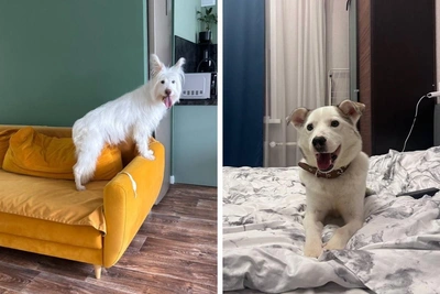 How Dogs Rescued from Perm's 'Antidogkhunter' Shelter Are Recovering