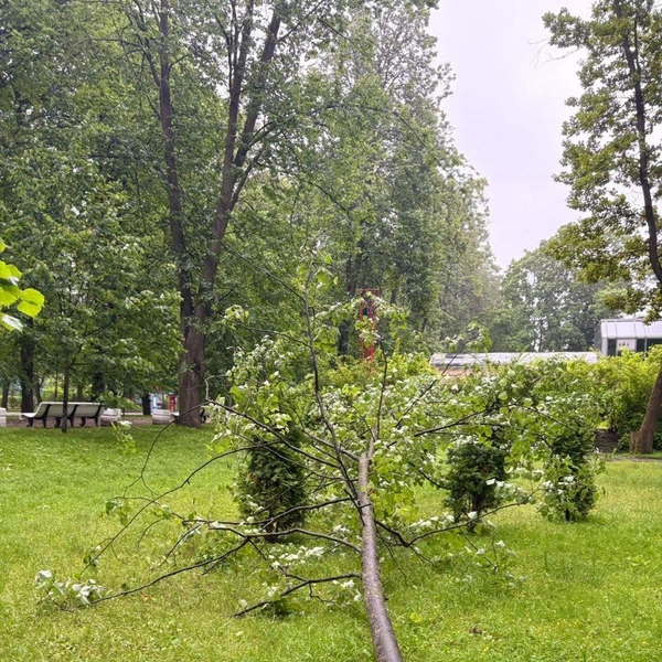 Источник: Комитет по благоустройству СПб