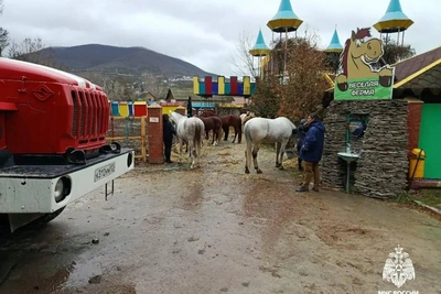 20 horses rescued from burning stable near Novorossiysk
