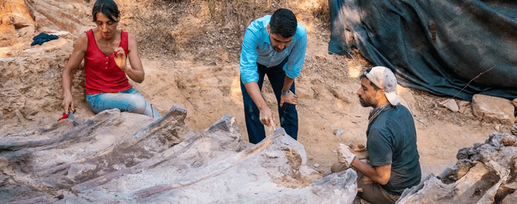 Динозавр с заднего двора: португалец нашел у себя в саду брахиозавра