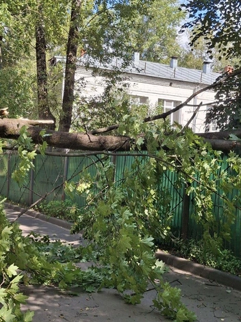 Клен перегородил дорогу пешеходам | Источник: Марта Давидович / T.me