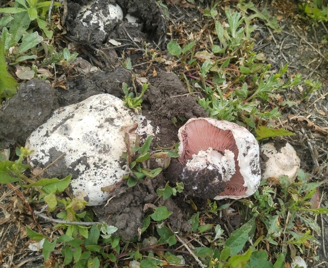 Грибы оказались не червивыми  | Источник: Николай Николаев / «Грибы. Грибники Омска и Омской области» / Vk.com