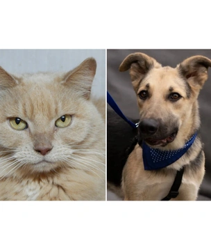 Котопёс недели: кошка Клеопатра и пёс Дионис