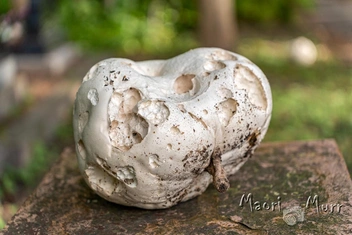 Источник: Маори Мурр, «ВКонтакте»