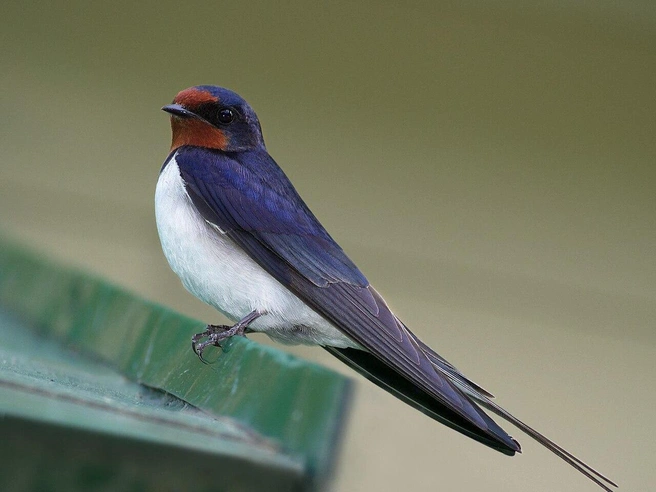 Деревенская ласточка (Hirundo rustica) | Источник: Dion Art, CC BY-SA 4.0, через Викисклад