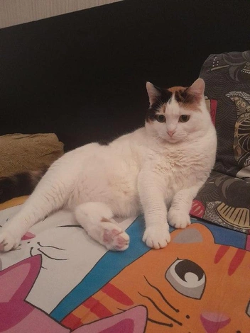 Пельмешка в новом доме чувствует себя расслабленно | Источник: Екатерина