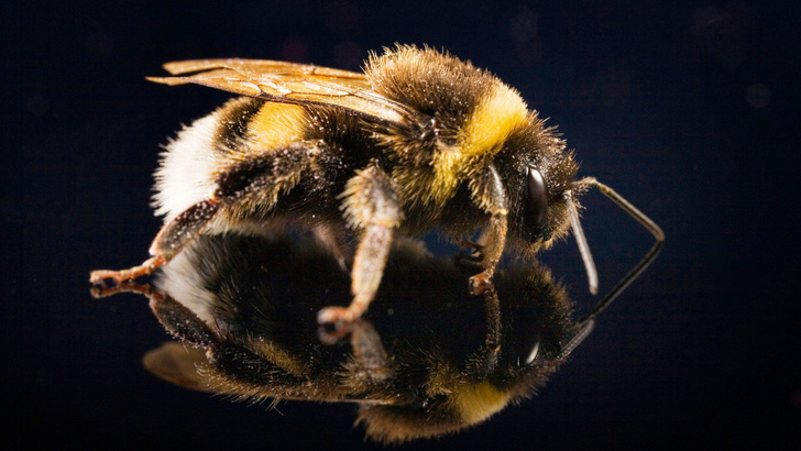 Прерванный полет: ученые объяснили, почему пчелы не могут лететь над зеркалом