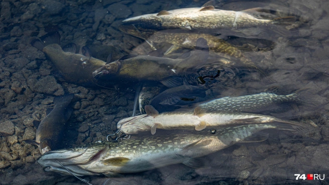 Где ловят рыбу в Алтайском крае? | Источник: Наталья Лапцевич / 74.RU