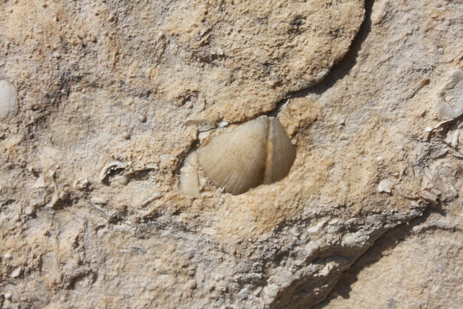 Раковина брахиоподы на стене Нижегородского кремля | Источник: НГИАМЗ