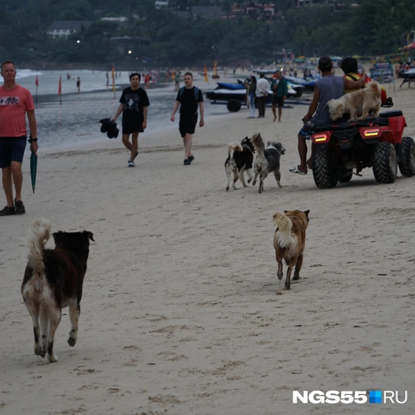 «Видишь, что кто-то едет — догоняй» (с.) собаки | Источник: Тамара Башаева / NGS55.RU