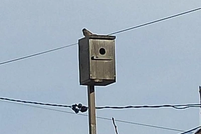 Воробьи массово занимают скворечники в Волгограде
