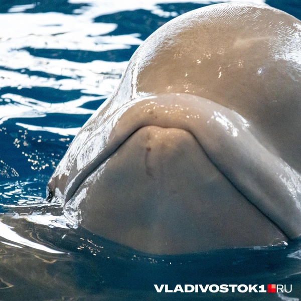 Источник: Елена Буйвол / VLADIVOSTOK1.RU