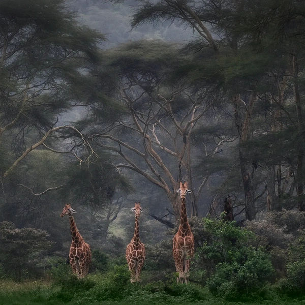 Финалист в номинации «Животные в естественной среде» | Источник: Roberto Marchegiani / Wildlife Photographer of the Year 2025