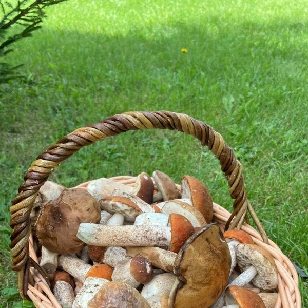 Источник: Александр ВТ / Грибы в Подмосковье 2025 / VK.com