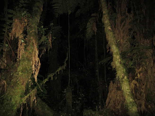 Поездка в Папуа — Новую Гвинею стала самой далекой экспедицией для ученого | Источник: Александр Фомичев