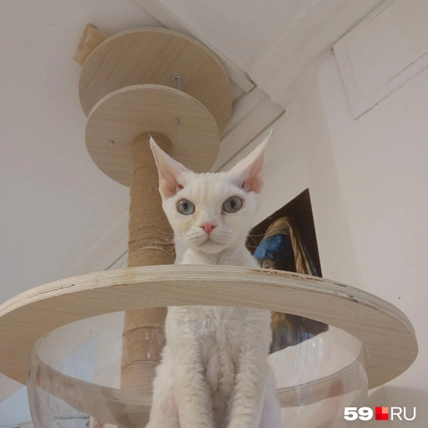 Космический взгляд | Источник: Вероника Свизева / 59.RU 