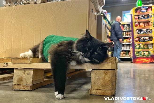 Кошка-директор покорила Владивосток | Источник: Елена Буйвол / VLADIVOSTOK1.RU