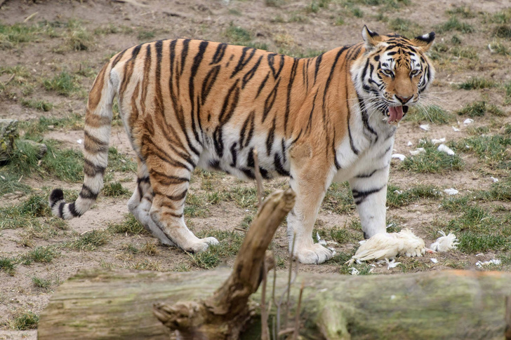 Эксперты рассказали о судьбе амурского тигра на Дальнем Востоке