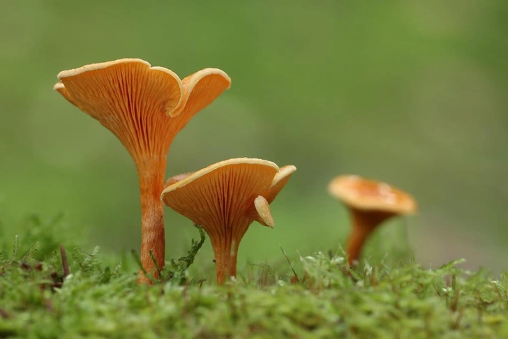 Источник: Bildagentur Zoonar GmbH/Shutterstock/Fotodom.ru