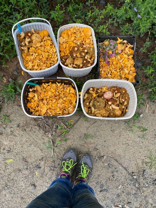 Какой-то грибной рай: смотрите, сколько здесь лесных деликатесов! | Источник: Ольга Курочкина 