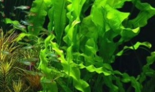 Морские водоросли помогают худеть