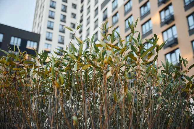 Источник: ЭНКО