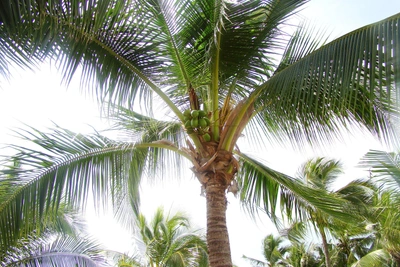 Почему отменили чартеры из Барнаула в Таиланд