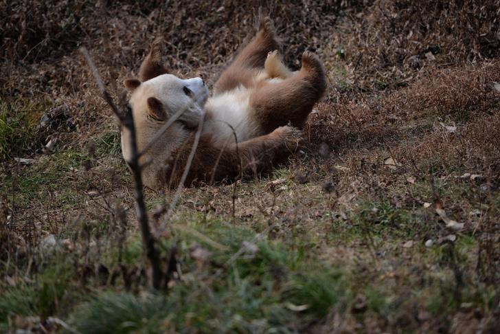 7 фото единственной коричневой панды в неволе. И краткое научное объяснение феномена