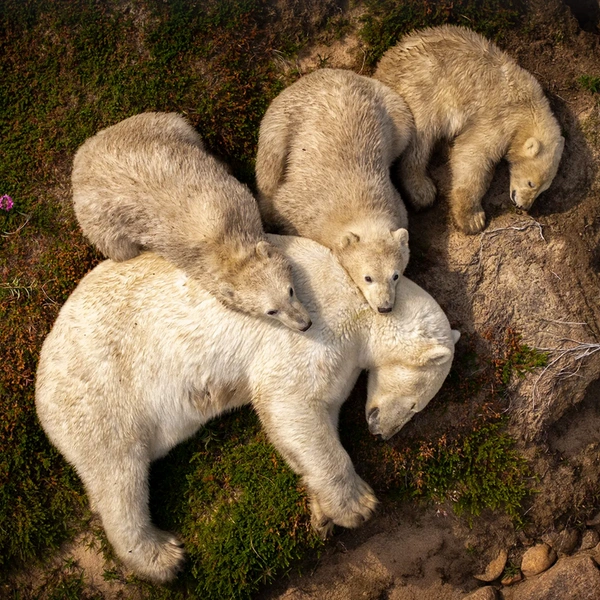 Самка белого медведя и три ее детеныша нежатся в лучах летнего солнца на берегу Гудзонова залива, Канада | Источник: Christopher Paetkau / Wildlife Photographer of the Year 2025