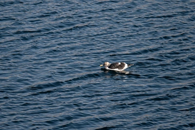 Потепление в Приморье: прогноз на 12 февраля