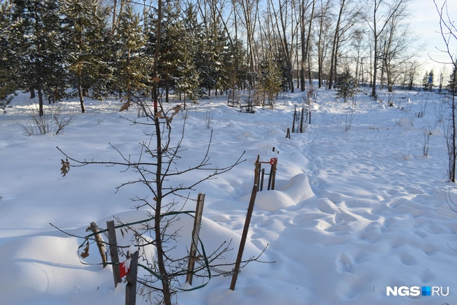 Некоторые дубочки уже успели подрасти, другие&nbsp;— совсем тонкие | Источник: Рихарда Лем / NGS.RU