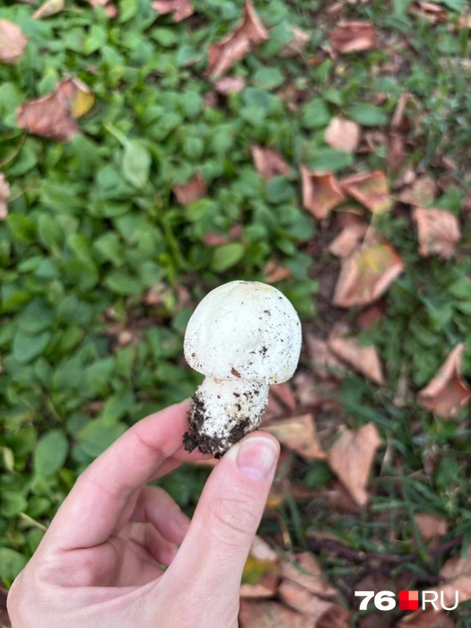 Эксперт отметила, что за шампиньоны растут в городской черте | Источник: читательница 76.RU