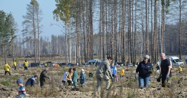 Благодаря активным тюменцам регион стал лидером в УФО по числу высаженных деревьев | Источник: Александр Моор / T.me
