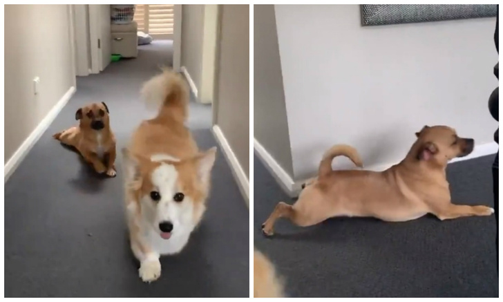 Видео, как одна собачка смешно копирует походку другой, стали вирусными