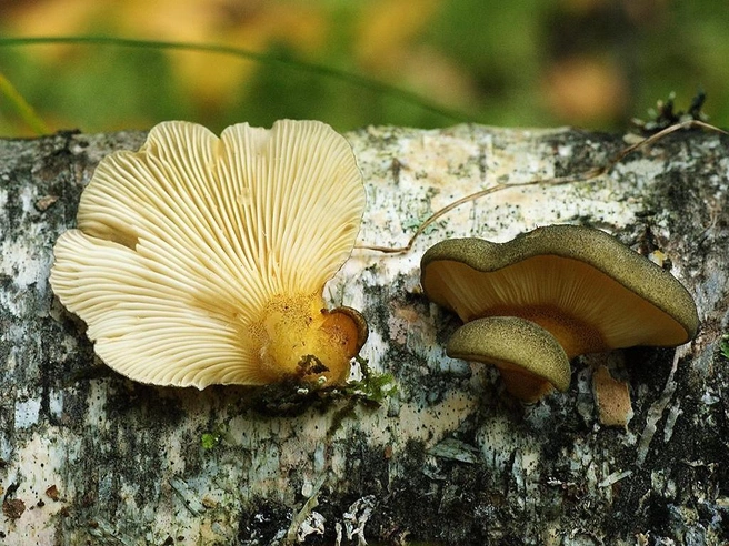 Гриб можно найти на валежнике | Источник: mycology.su