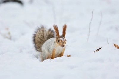 МЧС предупреждает об ухудшении погоды в Новосибирской области