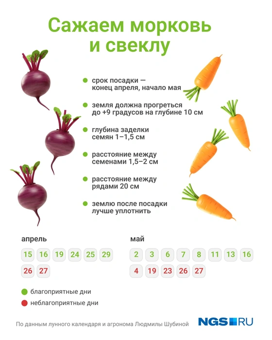 После посева грядку лучше накрыть | Источник: Юрий Орлов / Городские медиа