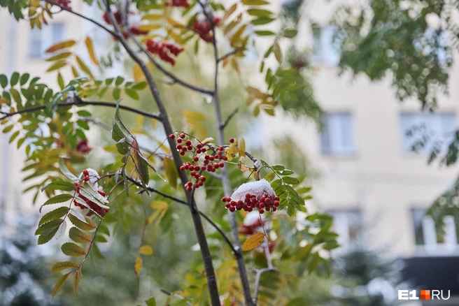 По выпавшему в октябре снегу можно предсказать зиму | Источник: Александр Ощепков / NGS.RU
