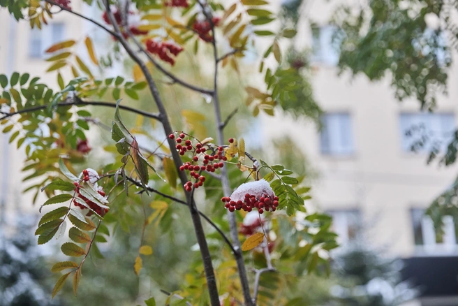 По выпавшему в октябре снегу можно предсказать зиму | Источник: Александр Ощепков / NGS.RU