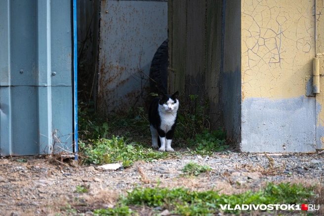 Источник: Елена Буйвол / VLADIVOSTOK1.RU