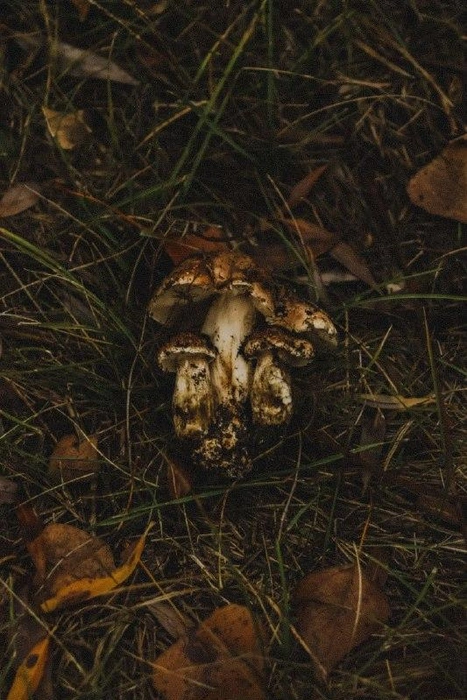Не знаем, как у грибников, но фотоохота на грибы удалась! | Источник: читатель V1.RU