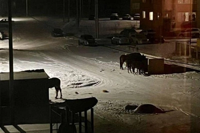 Horse owner releases herds in city near Volgograd