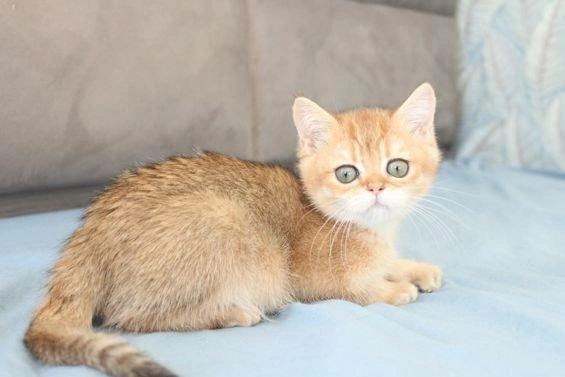 Самый дорогой котик родился в конце июля | Источник: Аvito.ru